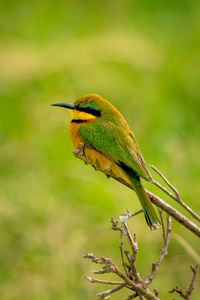 Little bee-eater perches on branch in profile