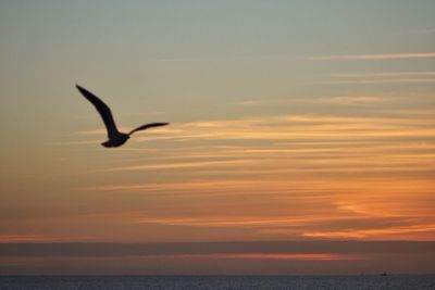 Bird flying over sea at sunset