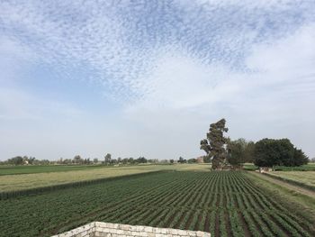 Scenic view of agricultural field against sky