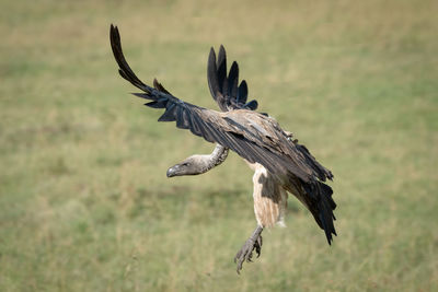 African white-backed vulture brakes with wings outstretched