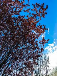 Low angle view of flowering tree against blue sky