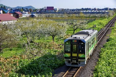 Cherry blossoms and local train which runs through a straight line