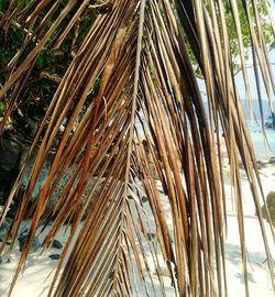 Low angle view of palm tree