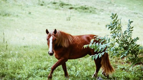 Horse on field