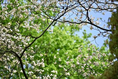 Low angle view of flowering plants on tree