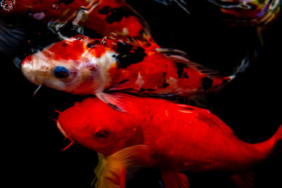 Close-up of fish swimming in sea