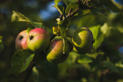 Close-up of apple on tree