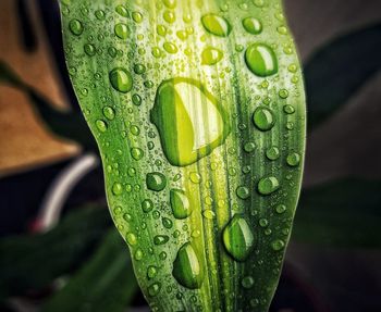 Close-up of raindrops on leaves