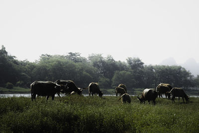 Horses grazing in a field
