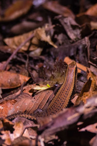 Close-up of lizard on dry leaves