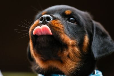 Close-up of cute puppy sticking out tongue
