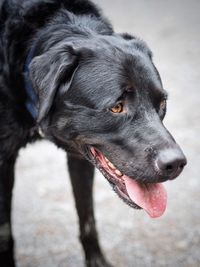 Close-up of dog looking away