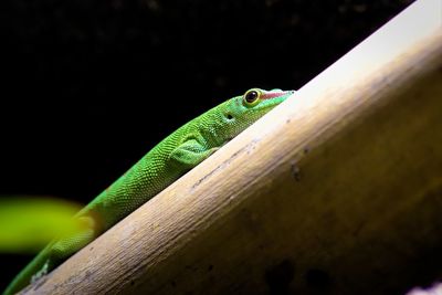 Close-up of lizard on wood