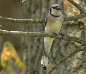 Close-up of bird perching on branch