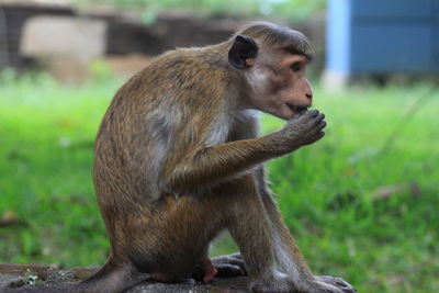 Close-up of monkey