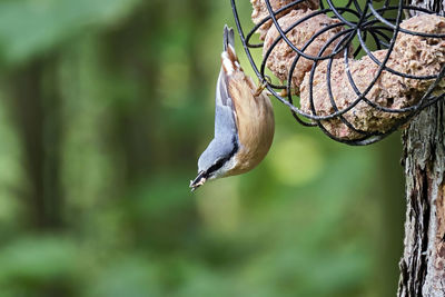 Close-up of bird perching on tree