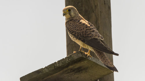 Low angle view of kestrel perching on wood against sky