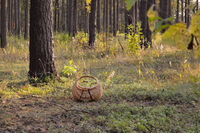 View of tree trunk in forest