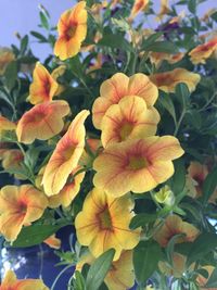 Close-up of flowers blooming outdoors