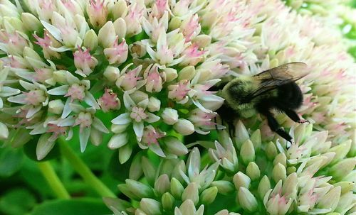 Close-up of bee pollinating on flower