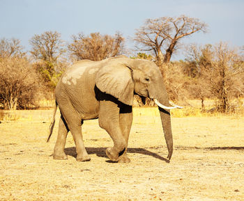 Elephants drinking water