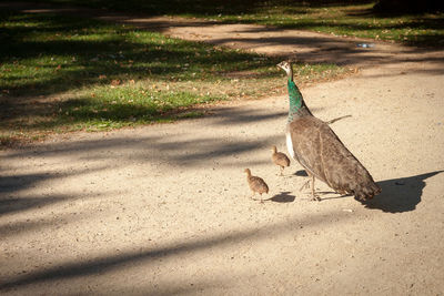 High angle view of bird on shadow