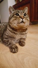 Portrait of cat relaxing at home