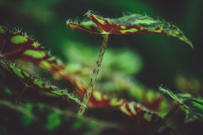 Close-up of plant