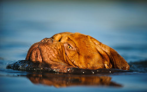 French mastiff swimming in sea