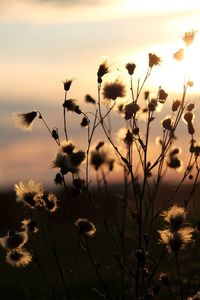 Close-up of flowering plants on field against sky during sunset