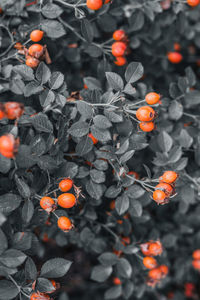 High angle view of orange berries on plant