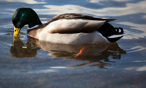 Side view of duck in lake