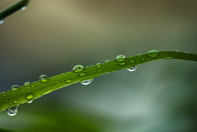 Dew dripping from rice leaves