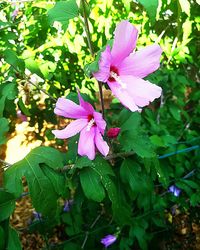 Close-up of pink flowering plant