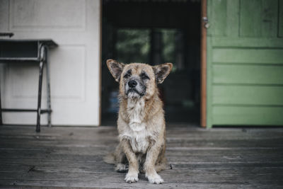 Portrait of dog standing against door