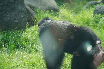 Close-up of mother orangutan and her baby