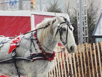 Close-up of horse in winter