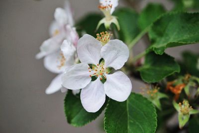 Close-up of white flowering plant