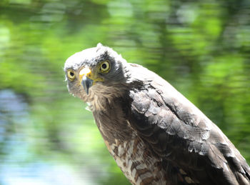 Close-up of eagle