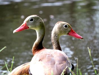 Close-up of duck