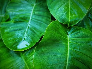 Close-up of wet plant leaves