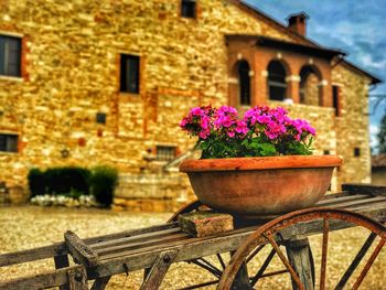 Close-up of potted plant against building