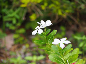 Close-up of white flowers blooming outdoors