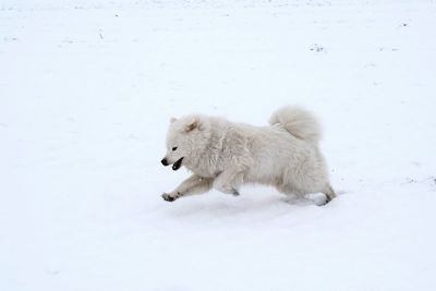 White dog on snow covered landscape