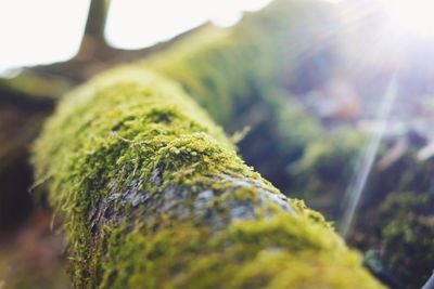 Close-up of moss