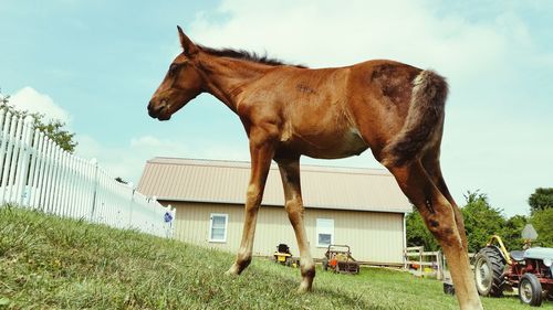 Horse on field against sky