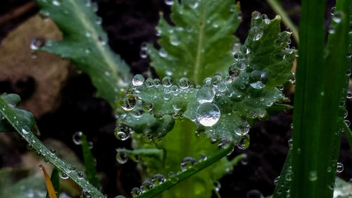 Close-up of wet plant leaves during rainy season