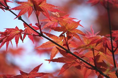 Close-up of maple leaves on tree during autumn