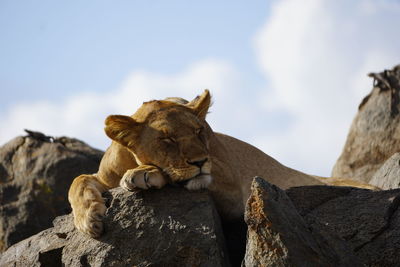 Lioness looking away