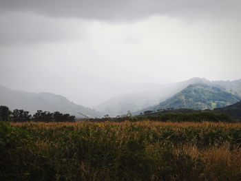 Scenic view of field against sky